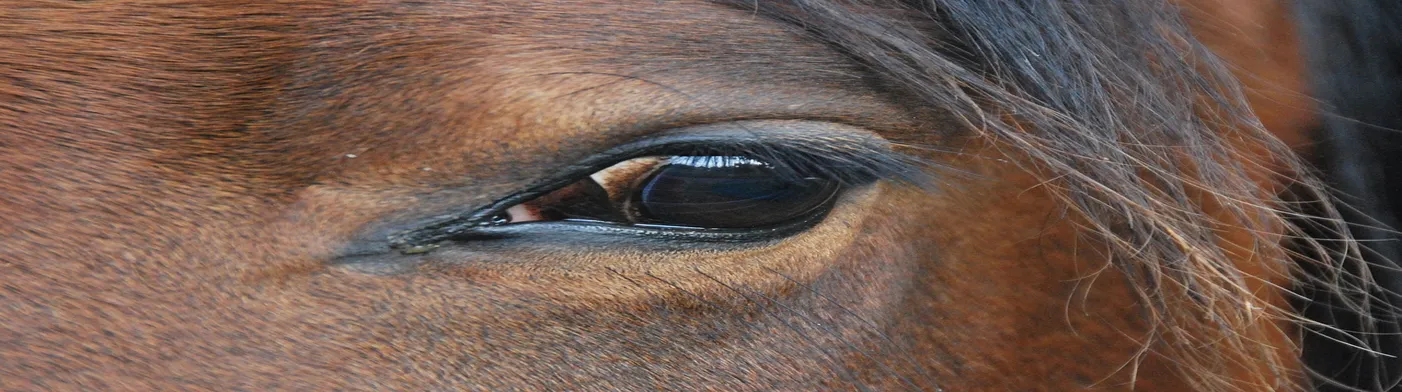 법무법인 서앤율