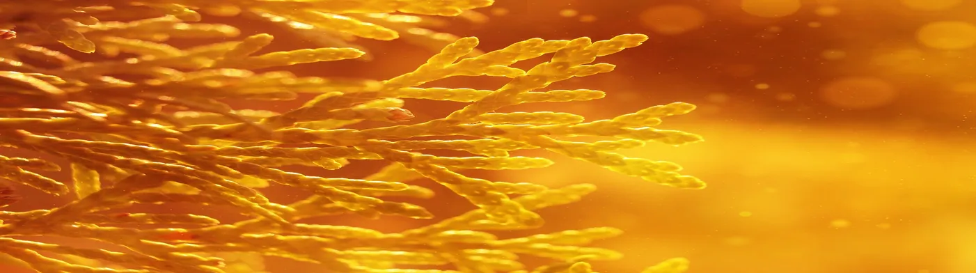 법무법인 서앤율